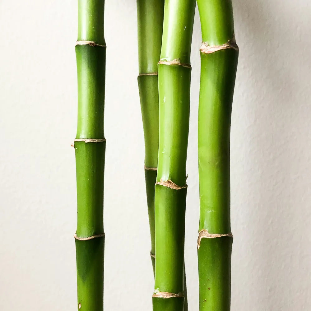 Bamboo Charcoal