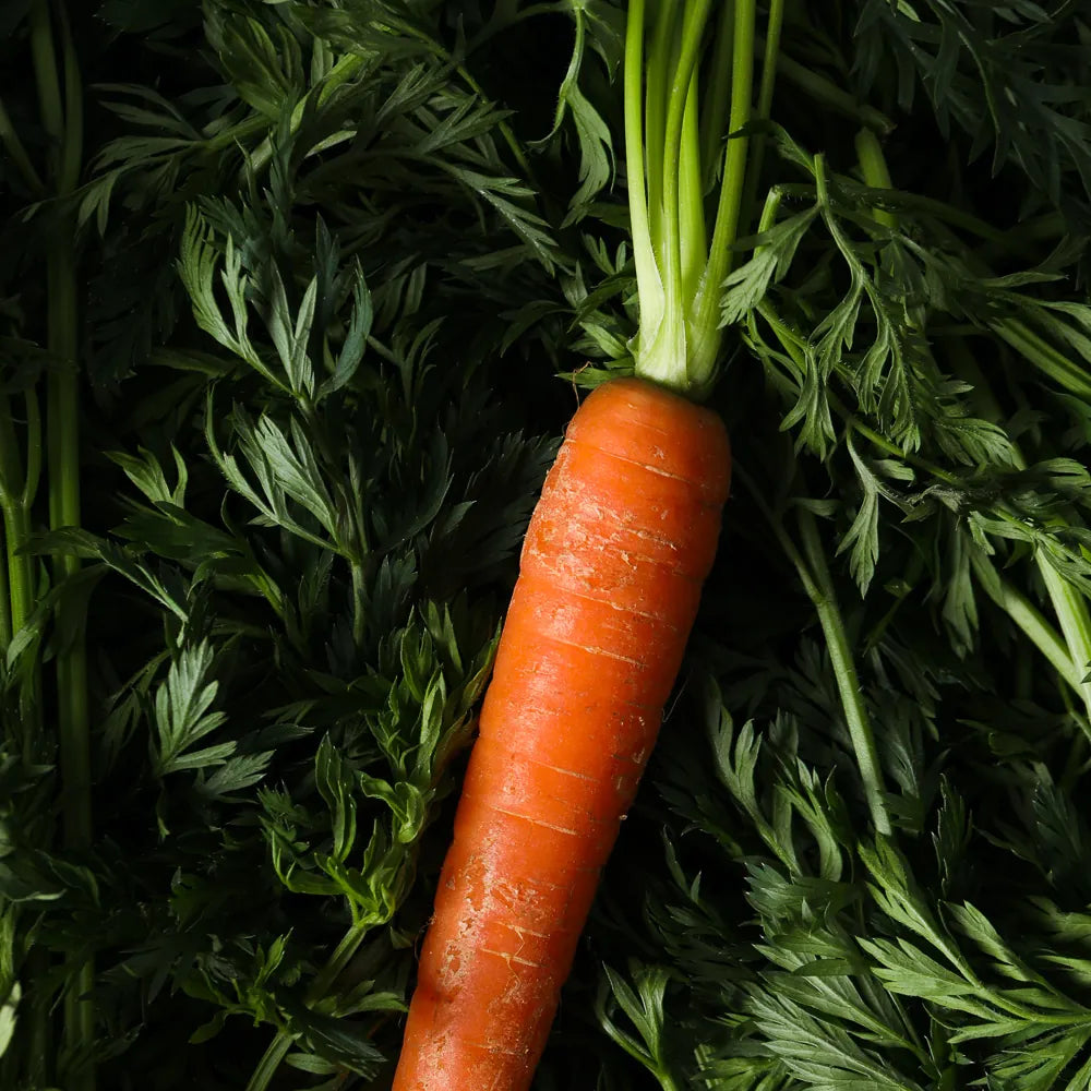 Carrot Root Extract + Vitamin E