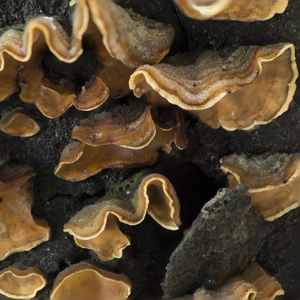 Inonotus Obliquus (Chaga Mushroom)