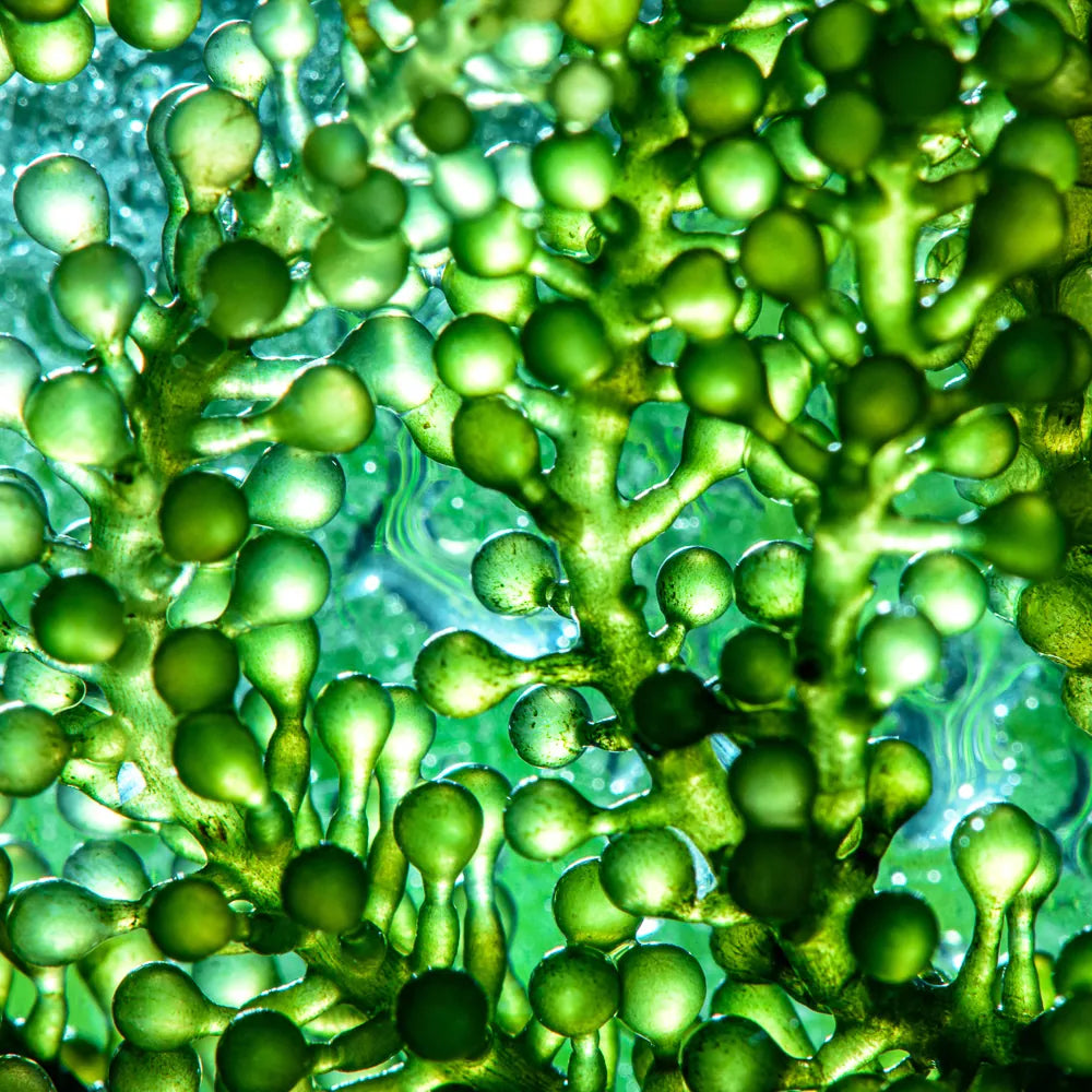 Chlorophyllin-Copper Complex