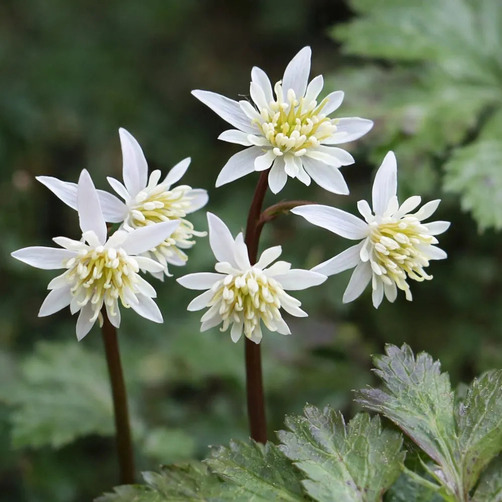 Coptis Japonica Root Extract