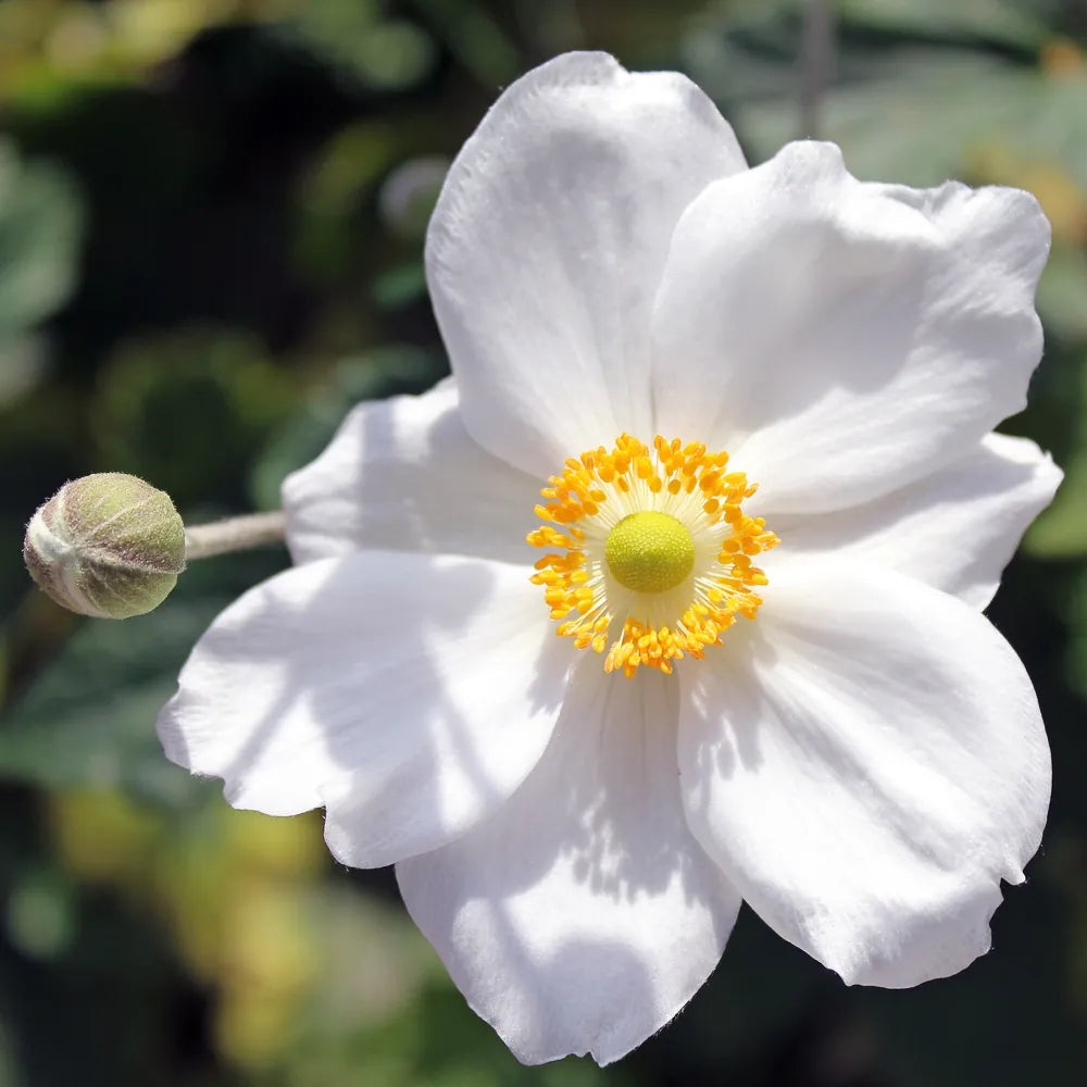 Gardenia Jasminoides Fruit Extract 