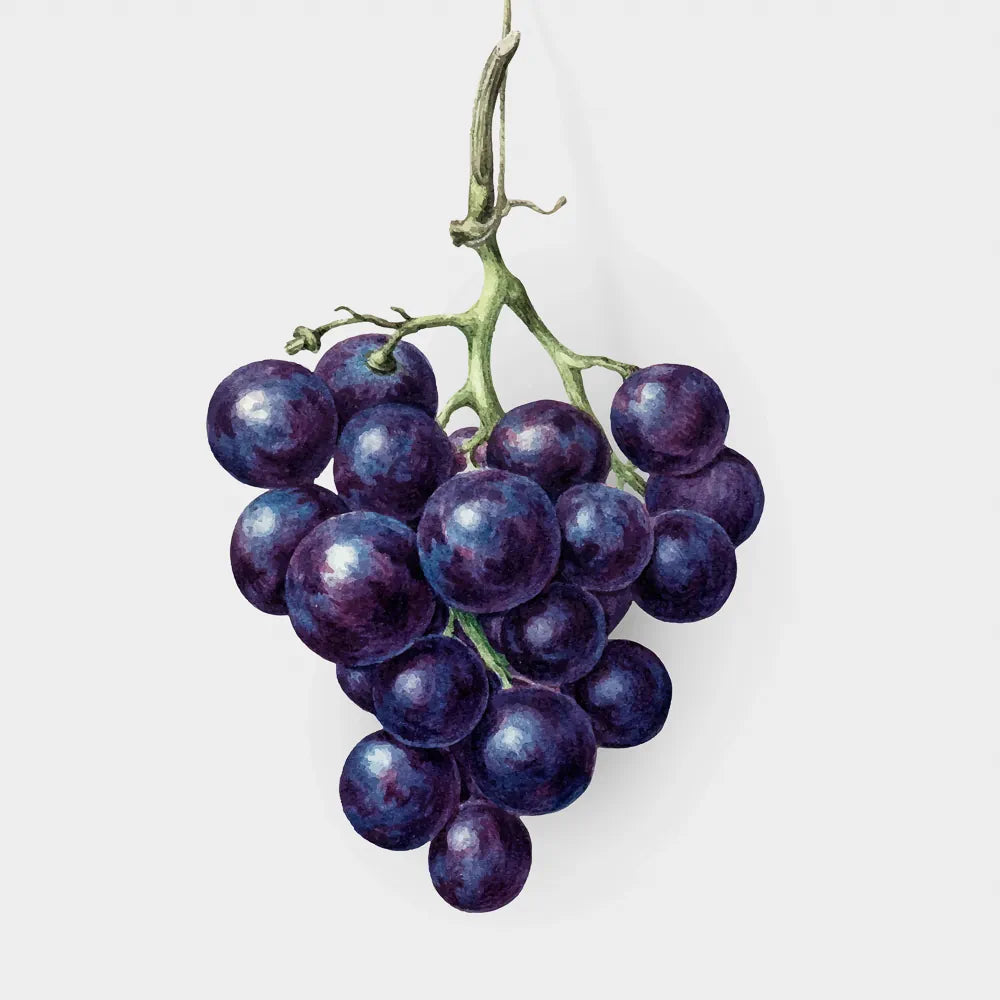 Vitis Vinifera (Grape) Seed Oil