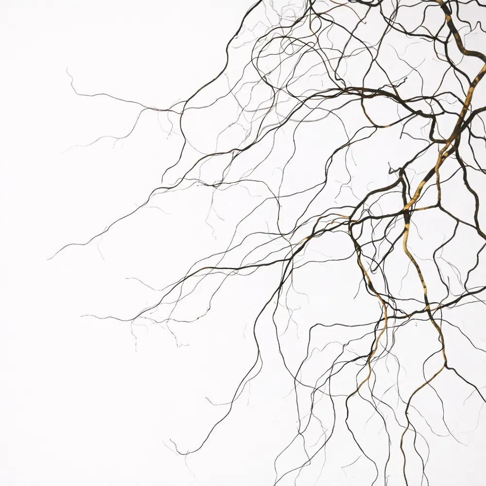 Inulin & Alpha-Glucan Oligosaccharide