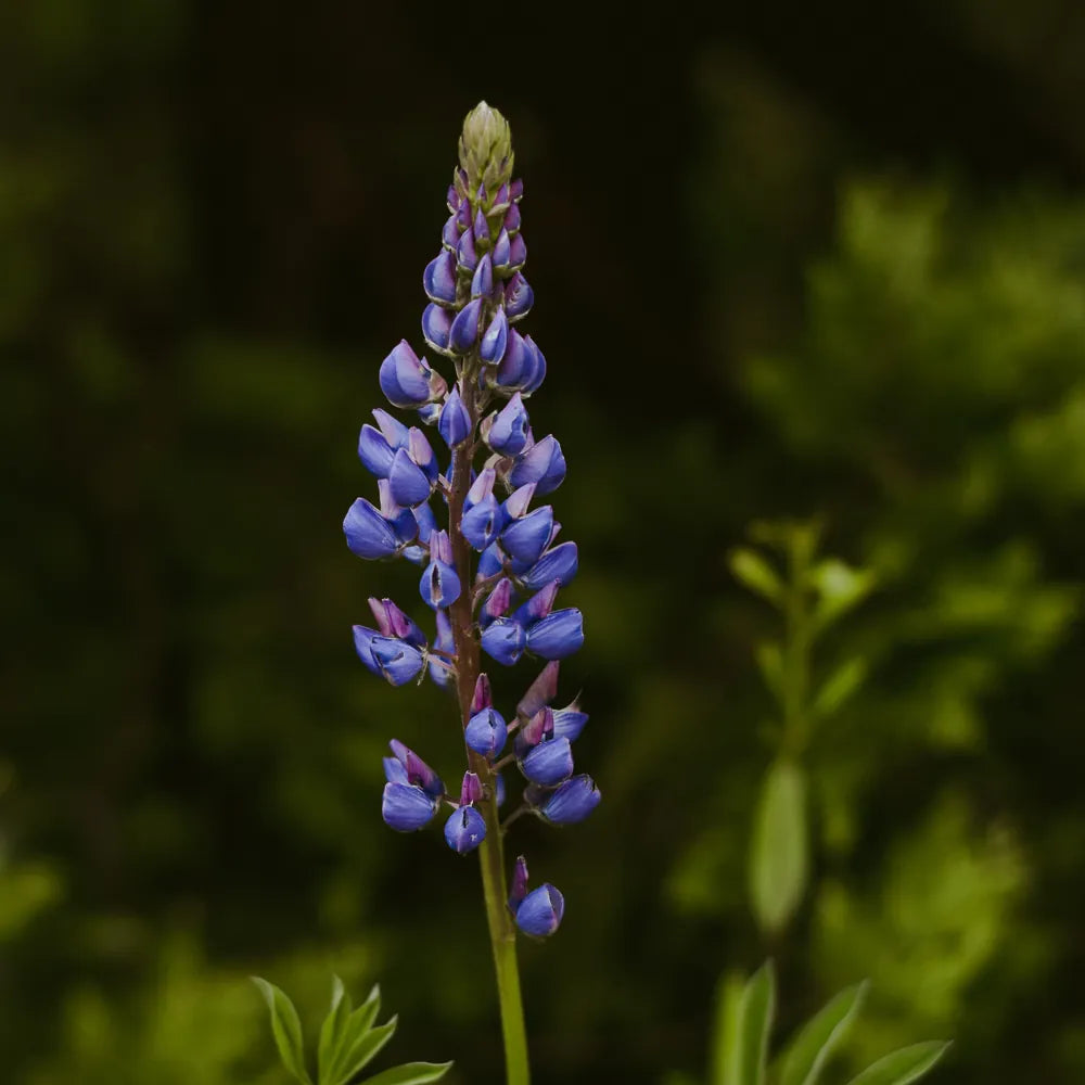 Scutellaria Baicalensis (Baikal Skullcap) Root Extract