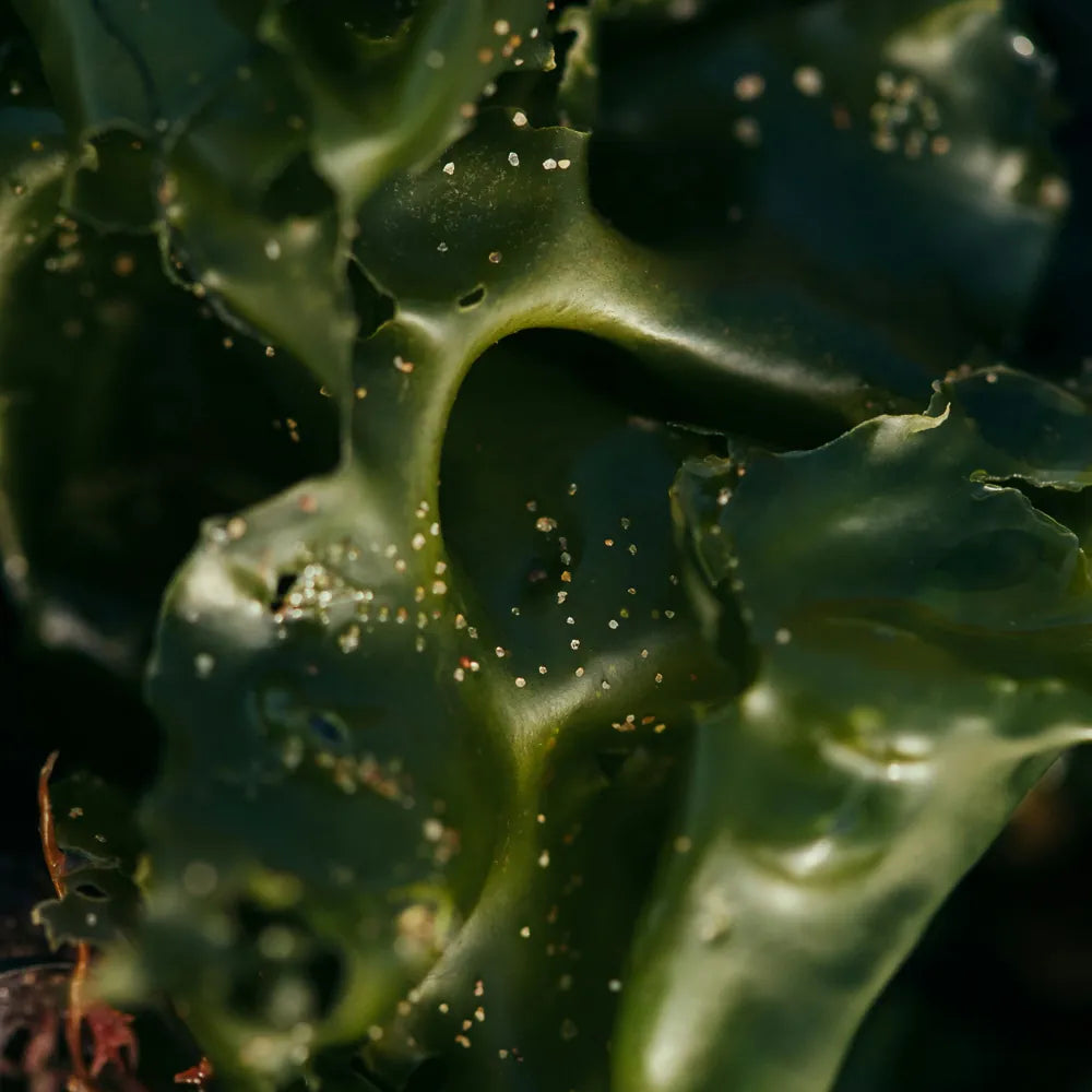 Undaria Pinnatifida (Seaweed) Extract