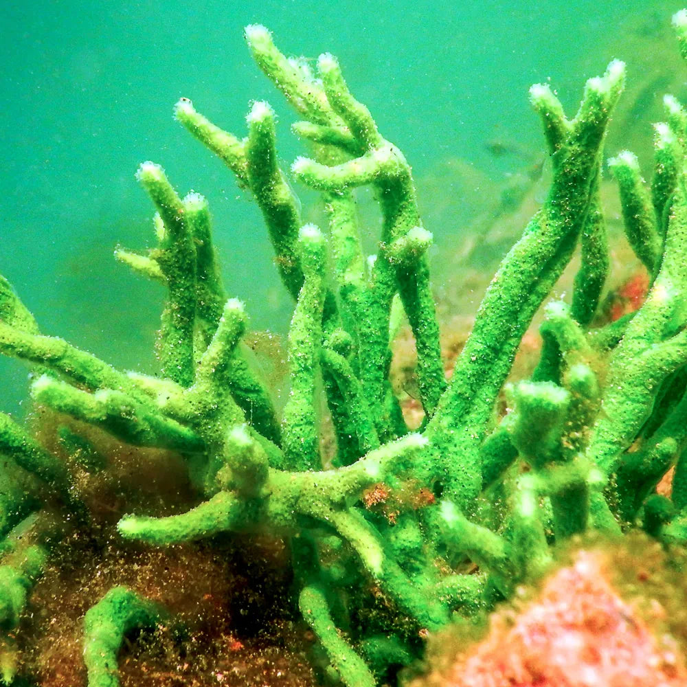 Hydrolyzed Sea Sponge (Spicules)