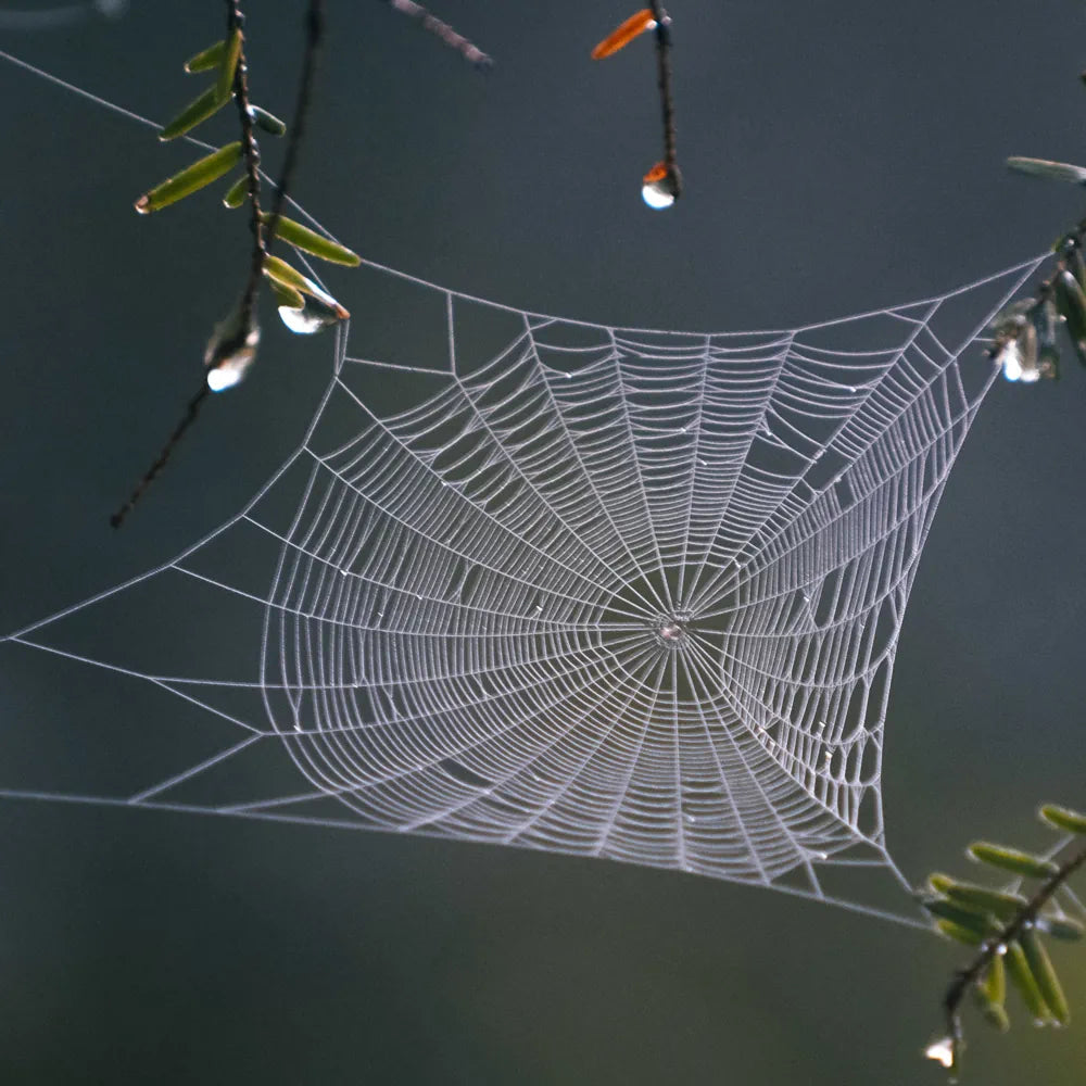 Spider Web Extract (Araneae Polypeptide)