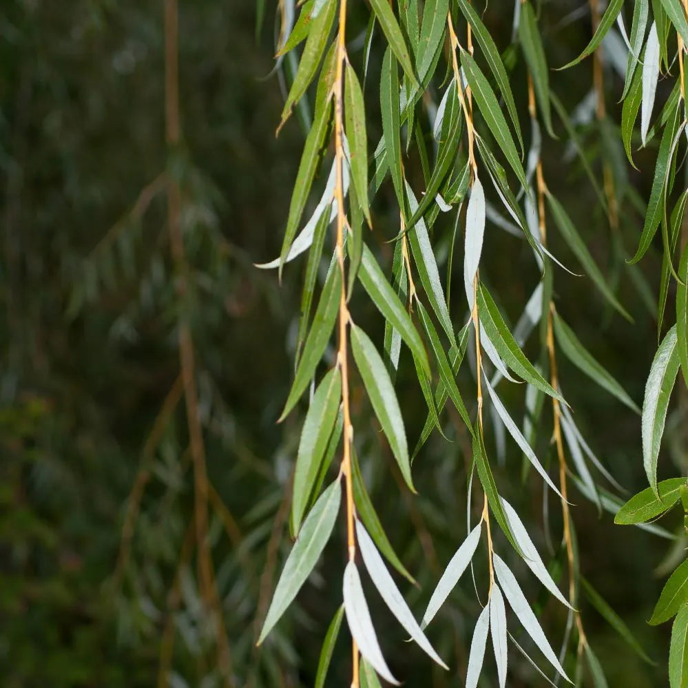 Salix Alba (Willow) Bark Extract (BHA Precursor / Refining Botanical)