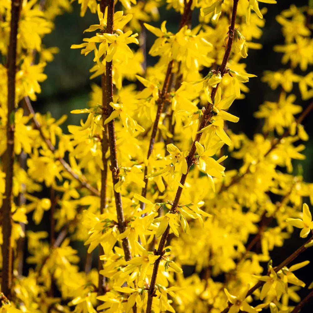 Witch hazel
